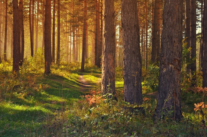 Woodland Glades